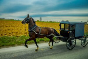 A horse pulls an Amish buggy on the road next to an empty cornfield.